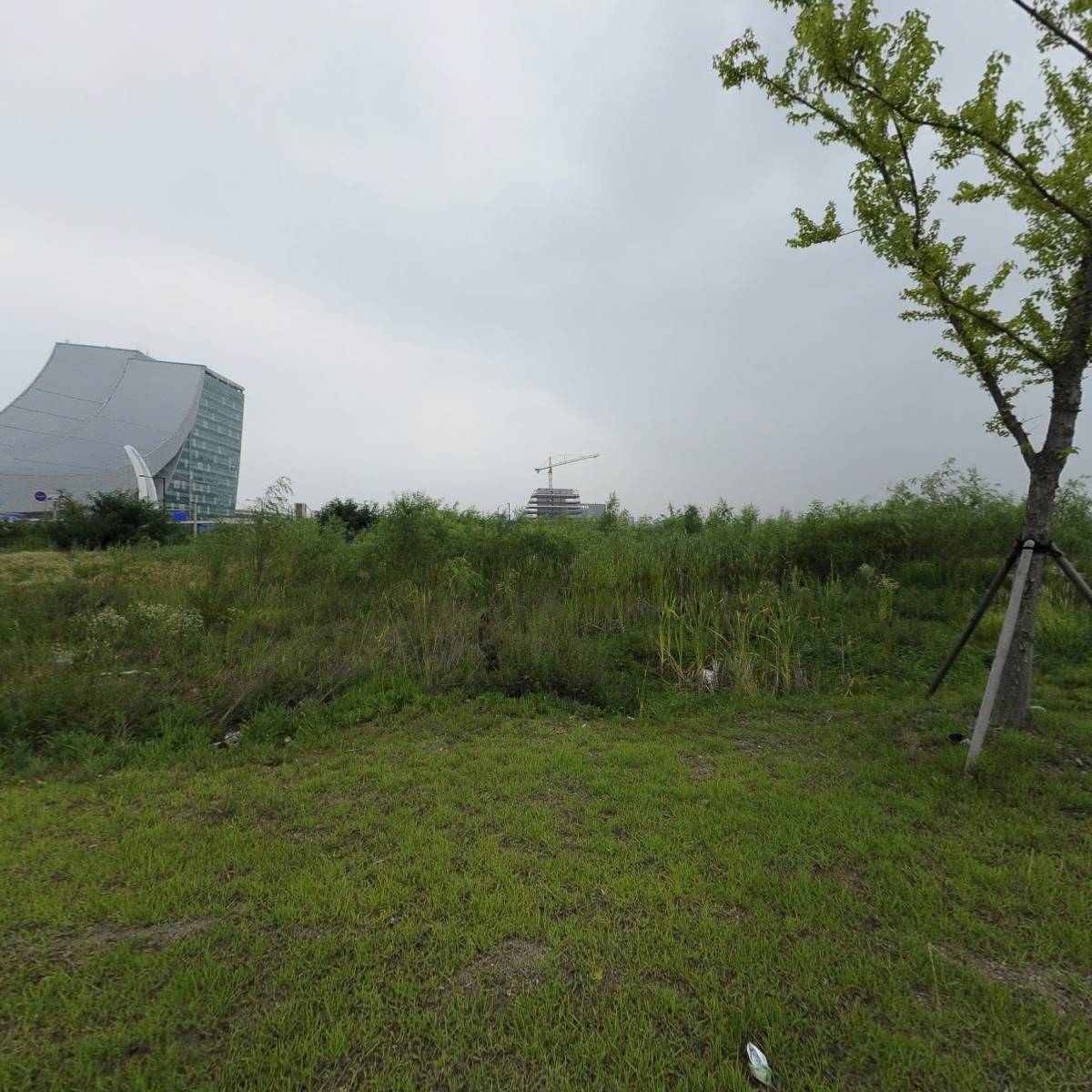 로지그라운드(Rosy Ground)