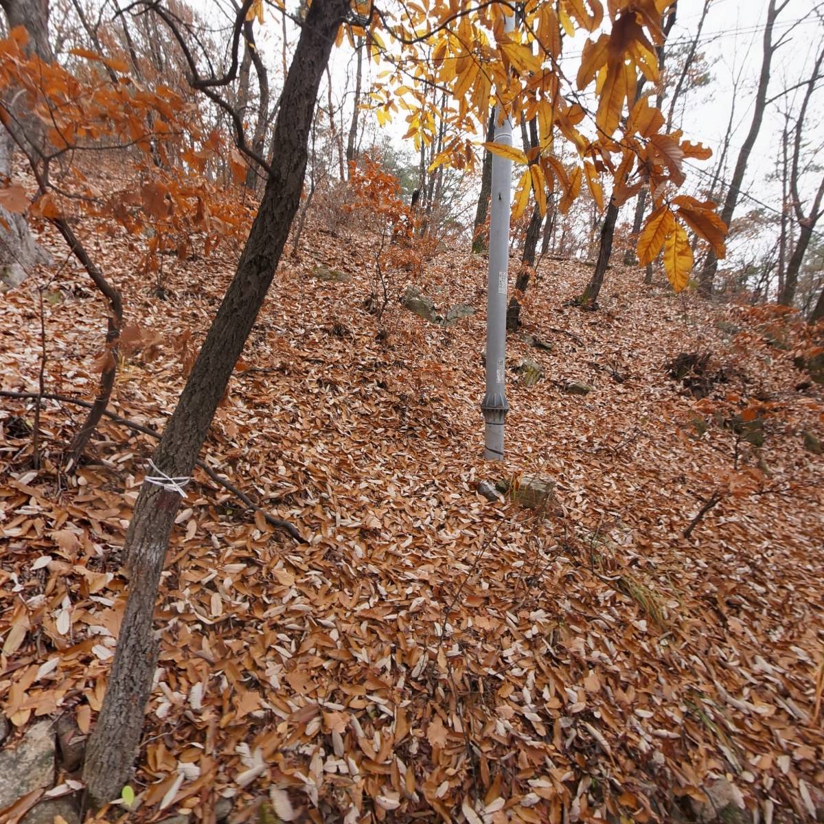 (주)롯데미도파