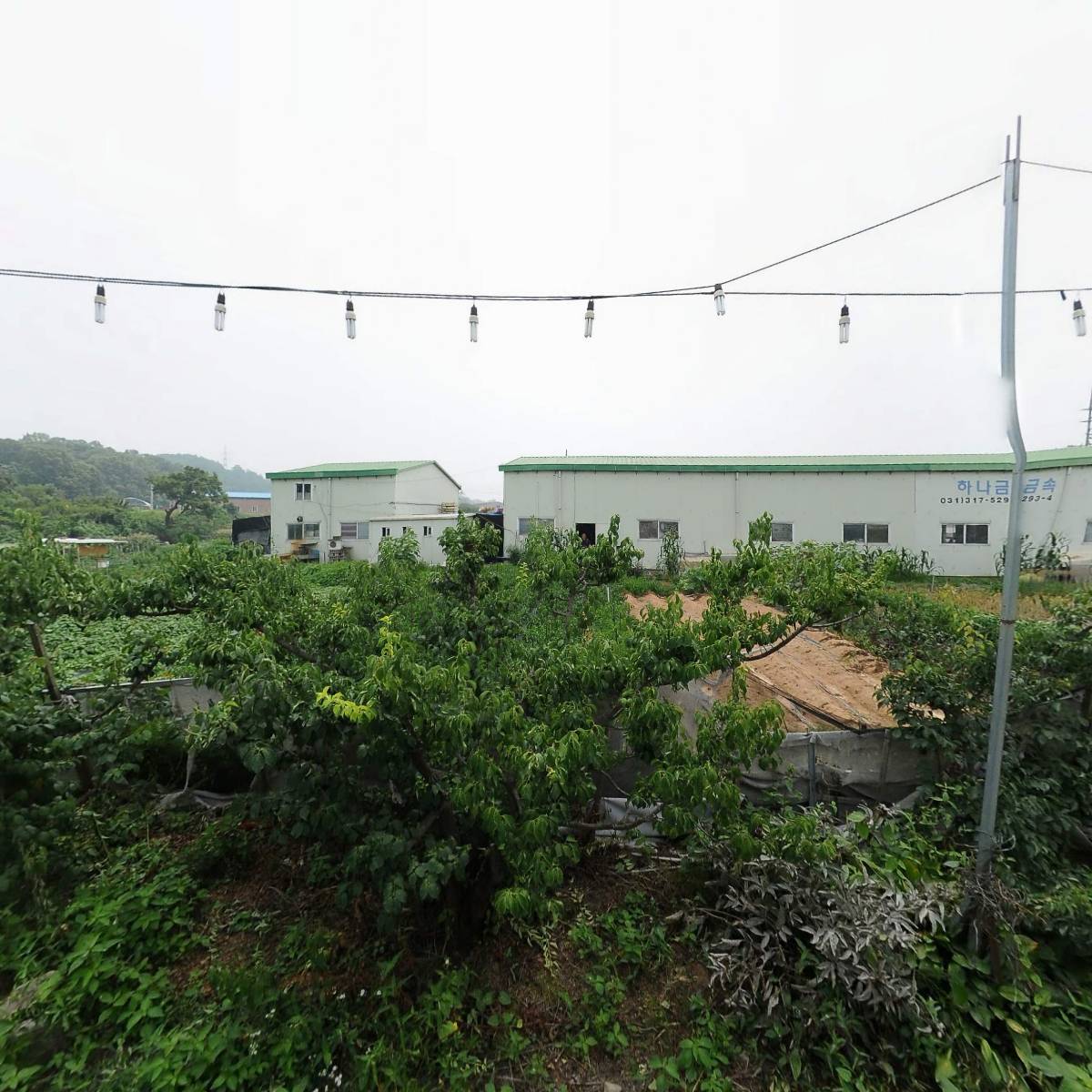 담또오리