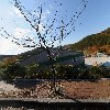 정길용푸드삼삼CC, 대식당, 그늘집