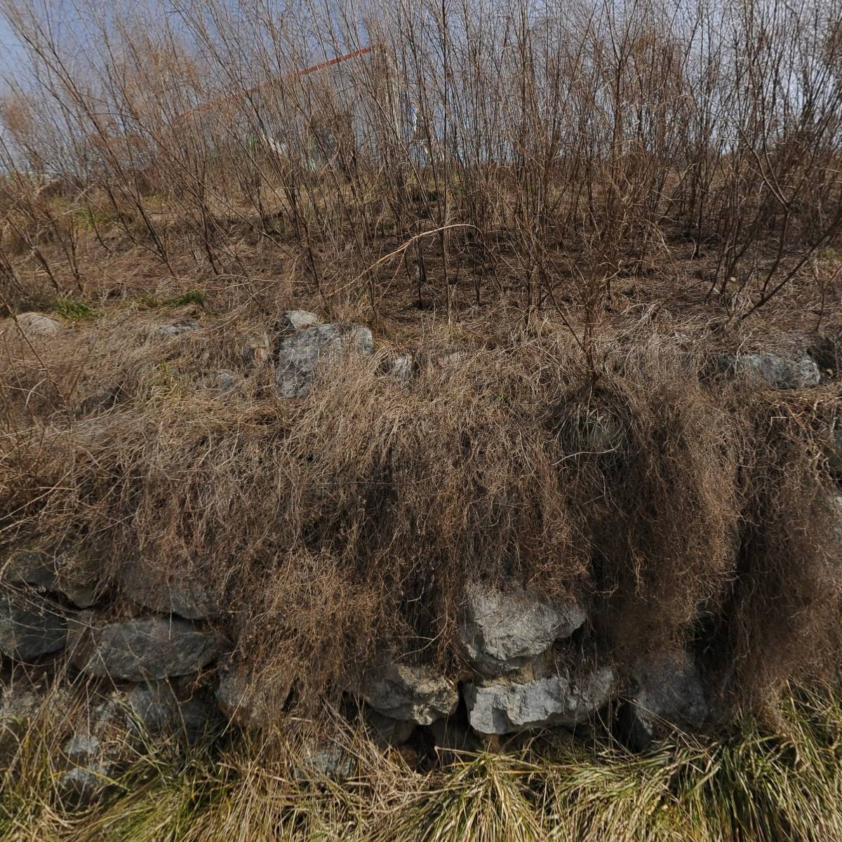 에스에스바이오팜 주식회사 (SSBIOPHARM CO.LTD)_3