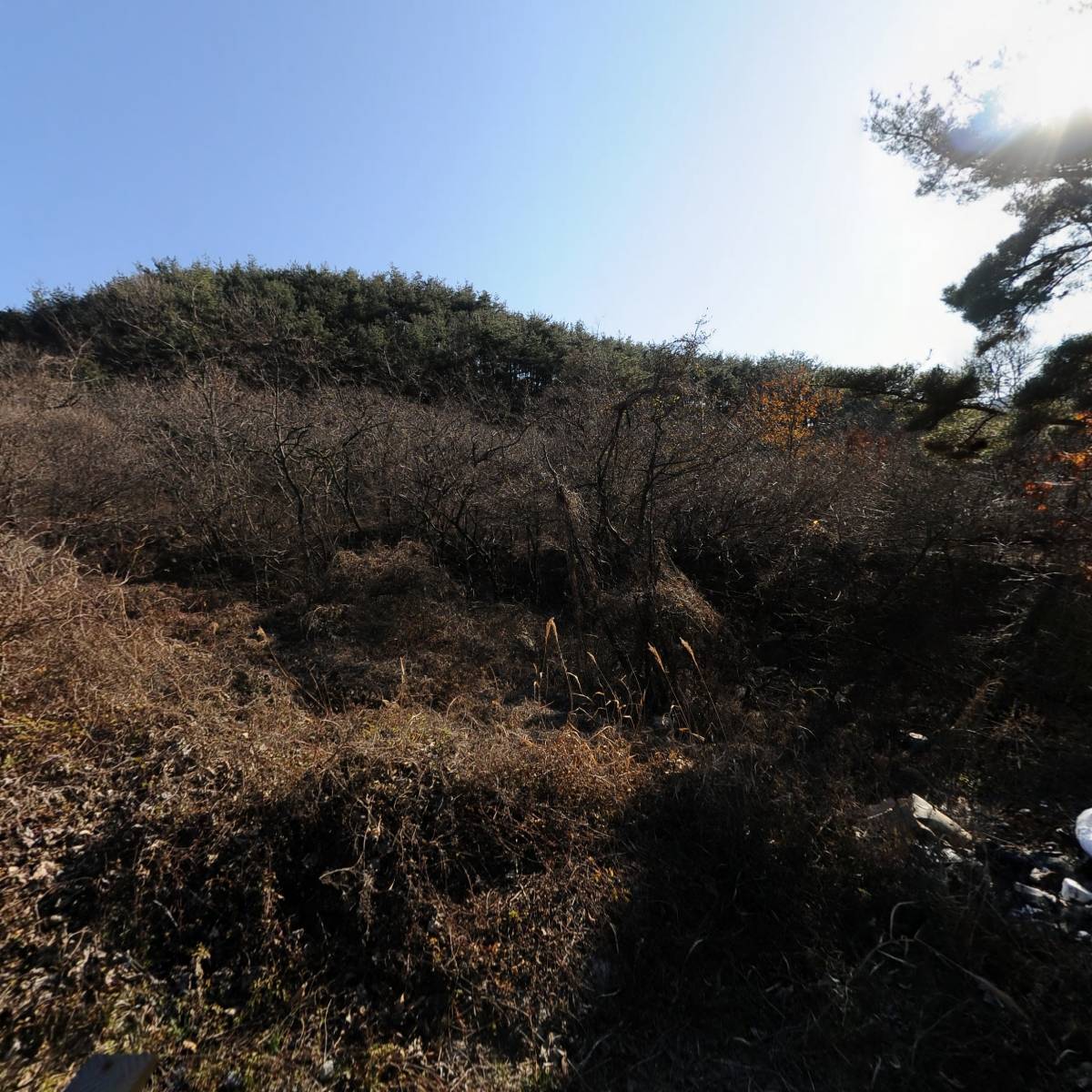 정강죽염