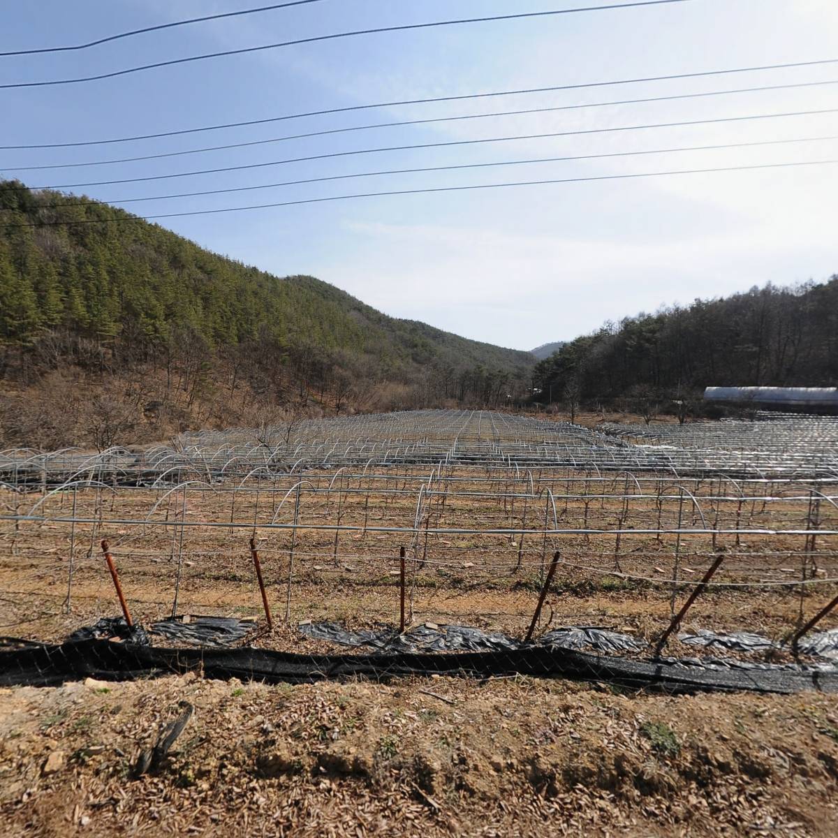 상주 하늘빛 농원