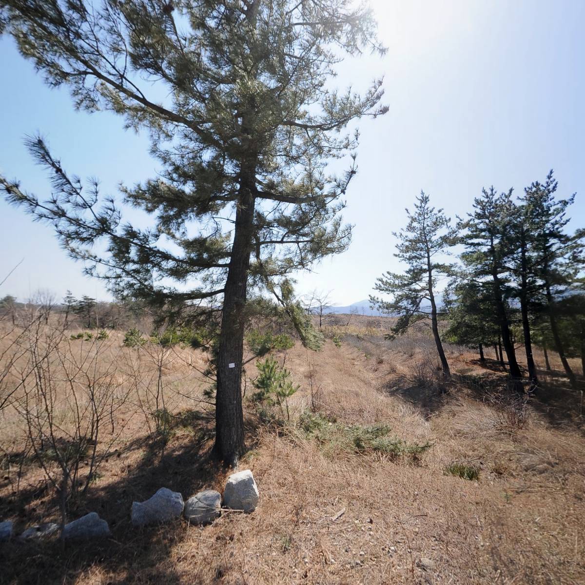 영농조합법인 고성꾸지뽕