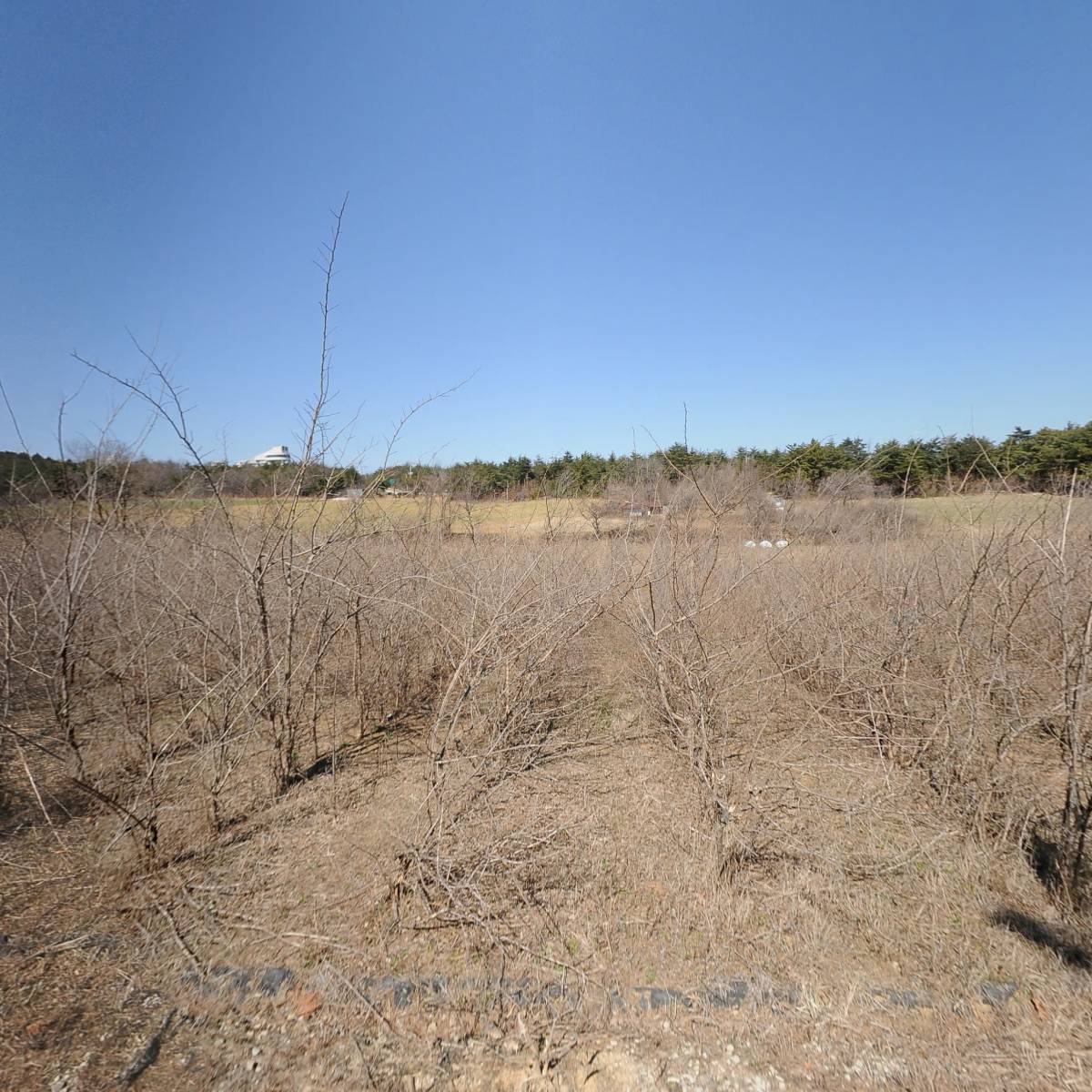 영농조합법인 고성꾸지뽕_3