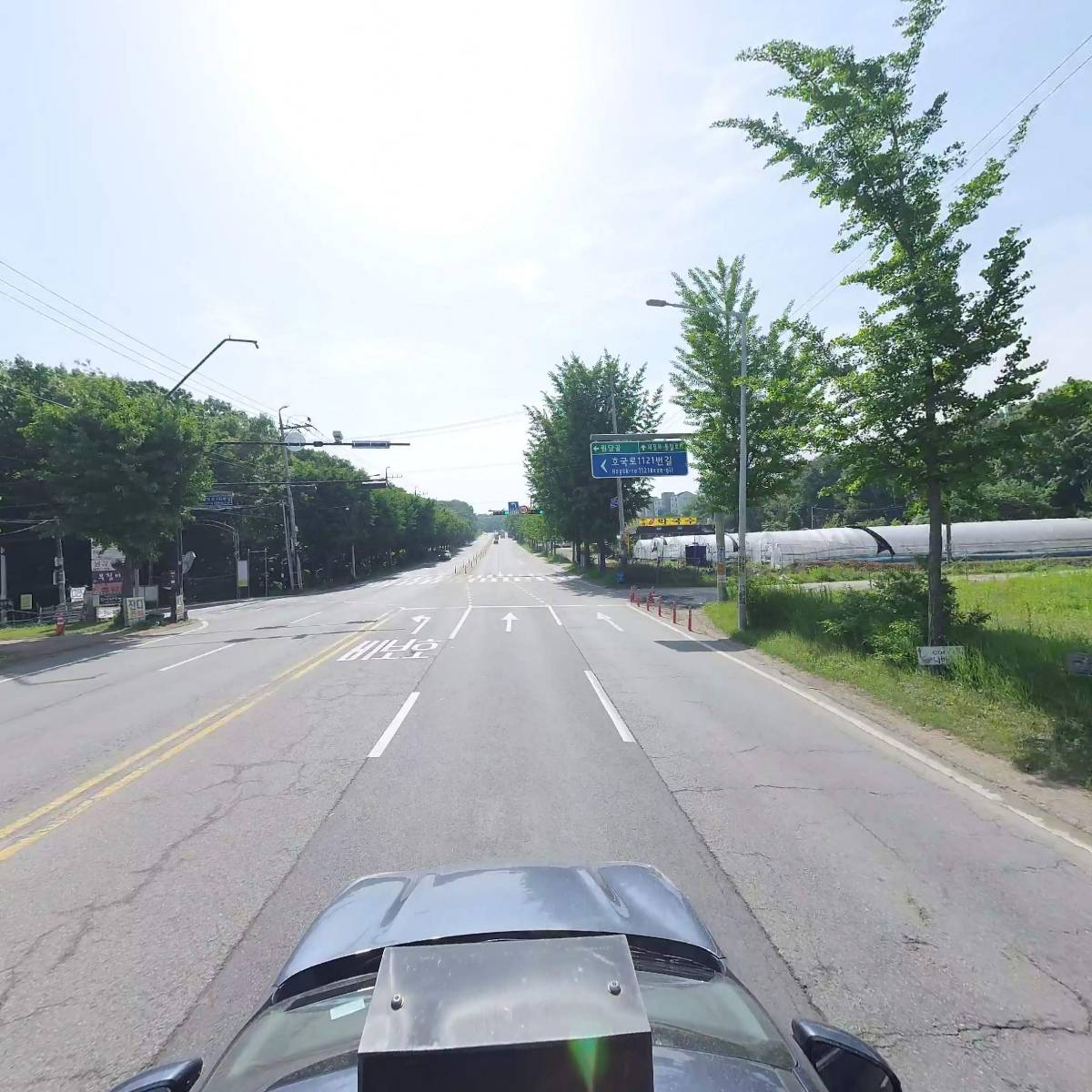 낙타잔디_4
