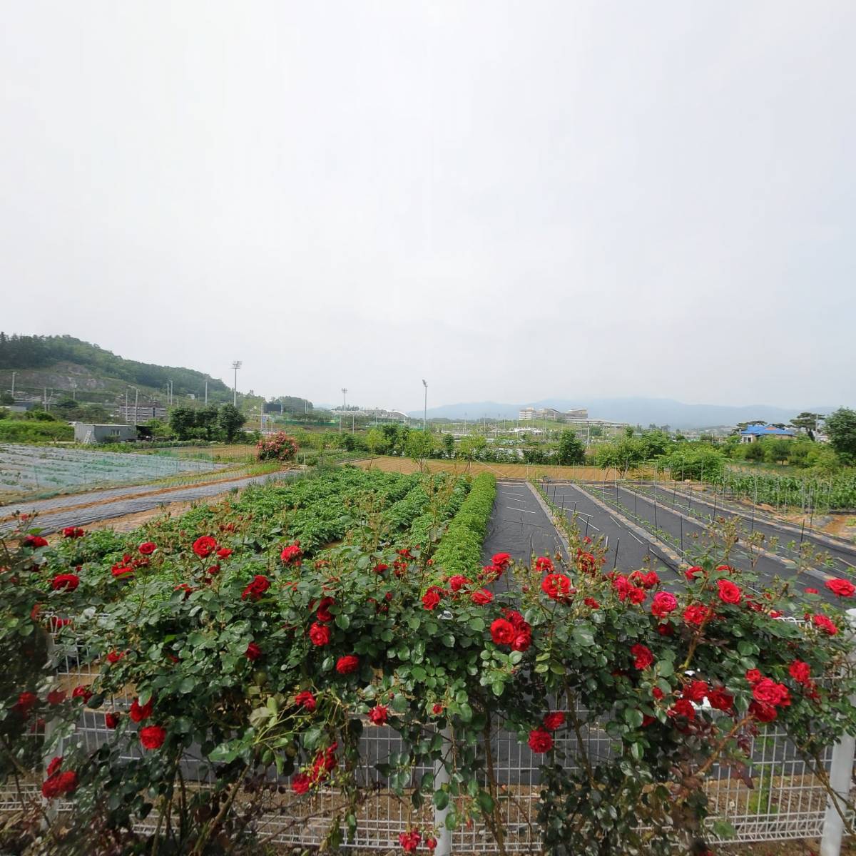 한리버