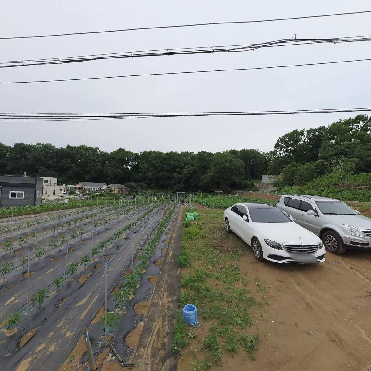이코로즈돌