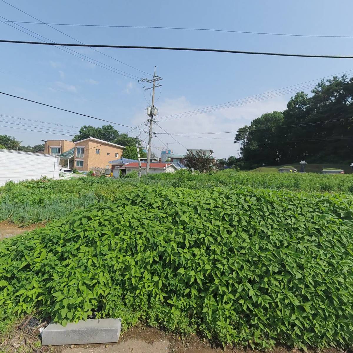 한국레즈본_3