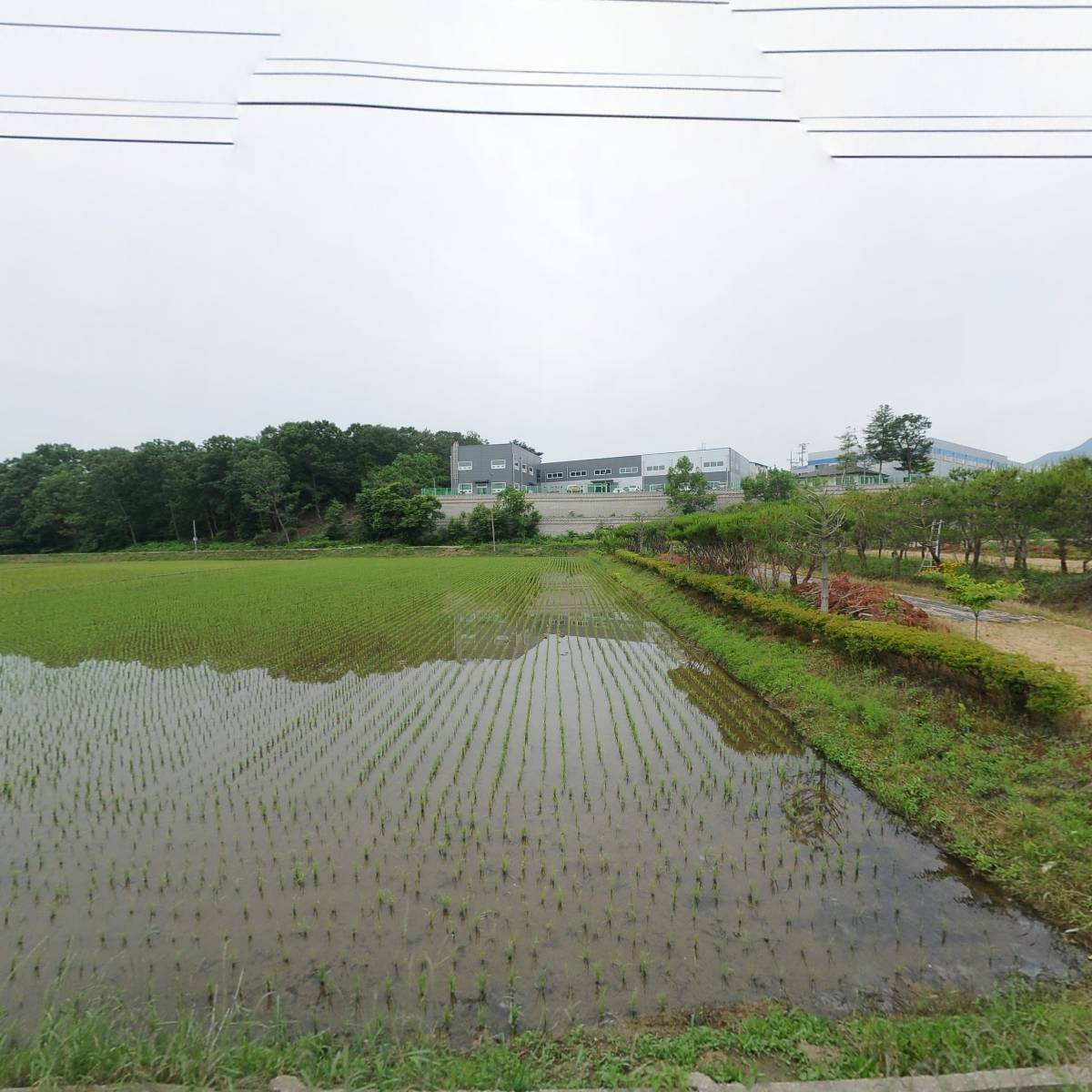 지산화훼