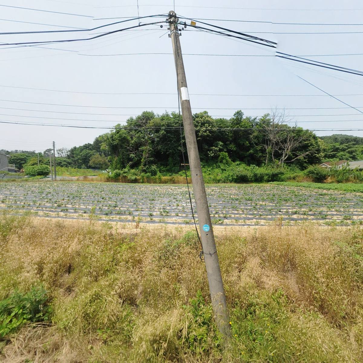 용인해바라기 체험농장_3