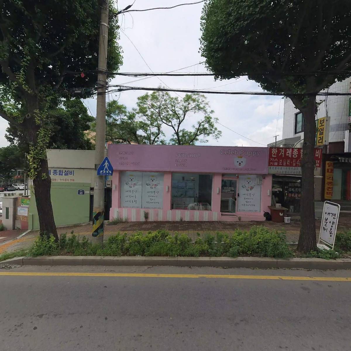 수원애견분양셀럽퍼피