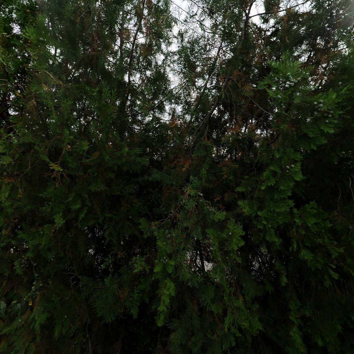 더미농산물_3