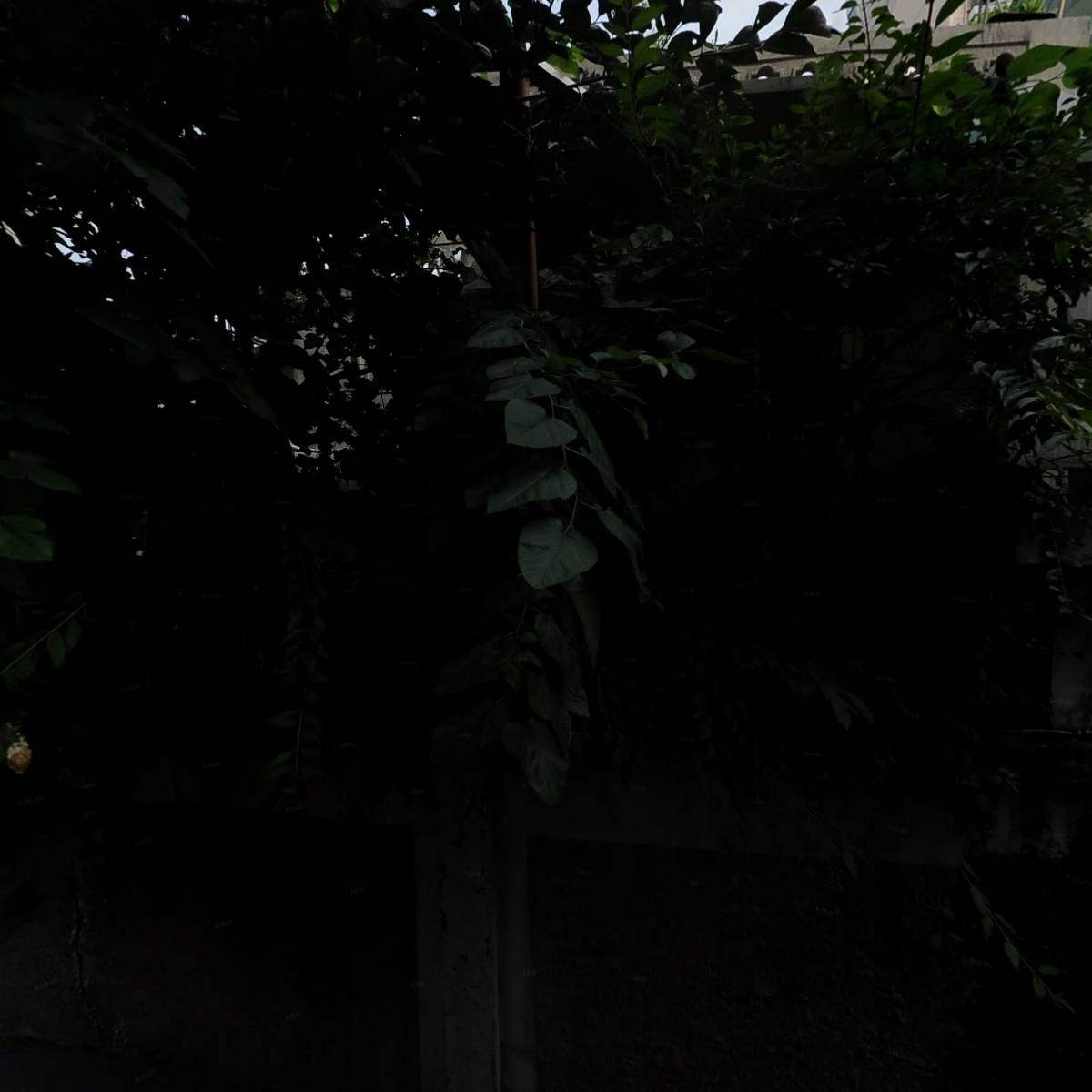 흥성하월시아_3
