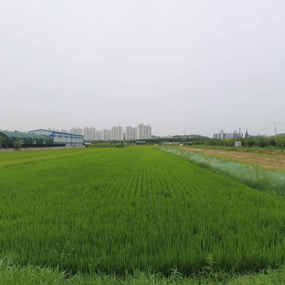 김포쌀농장_3