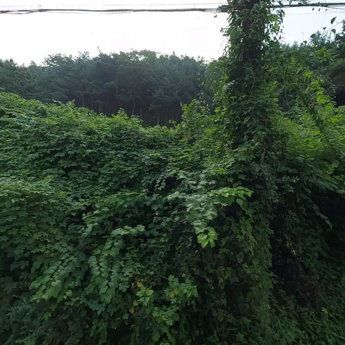 멍캉스 애견운동장