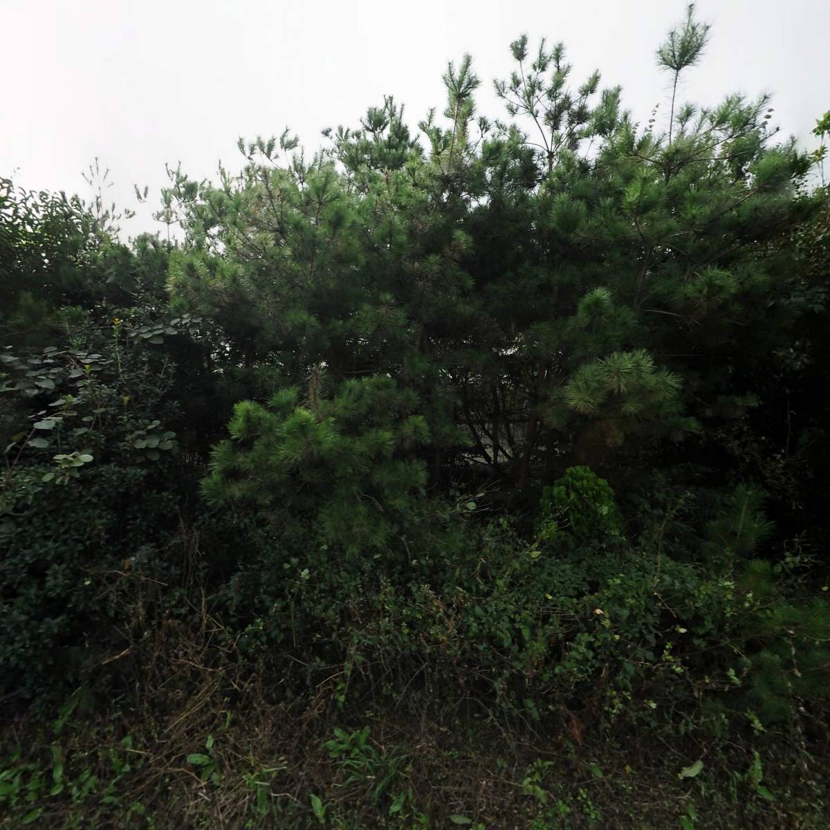 하늘뜨락
