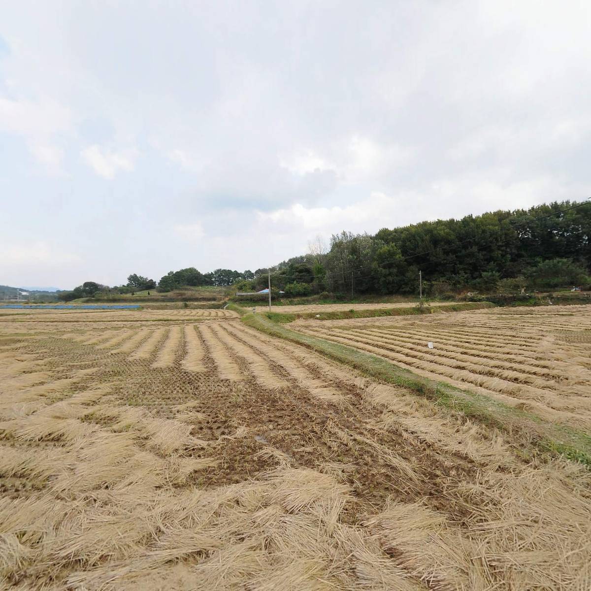 방초오름_3