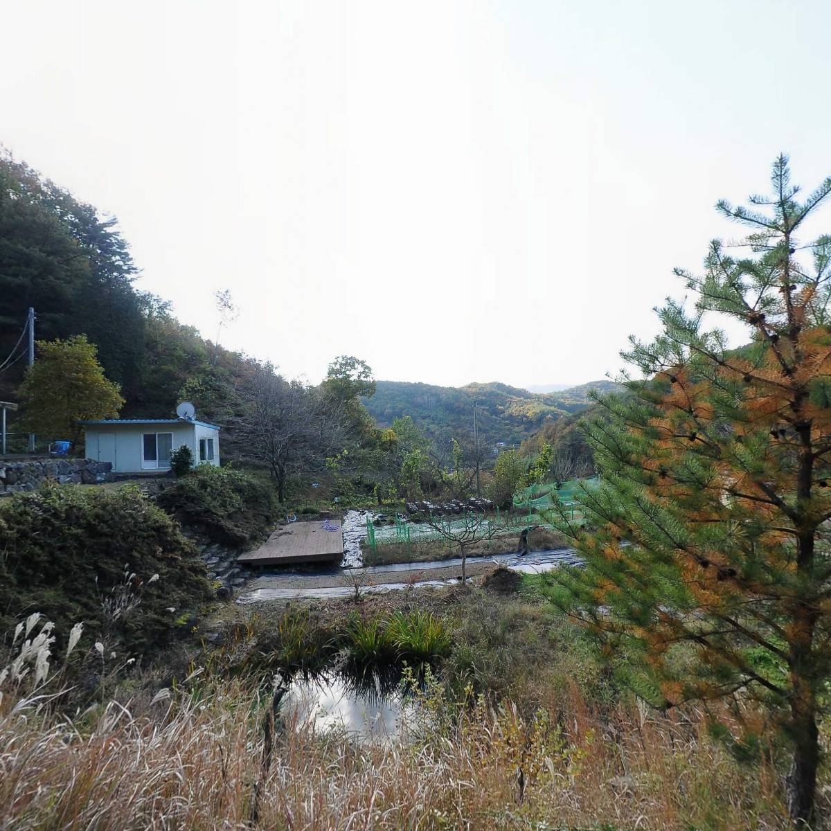 피에스팀