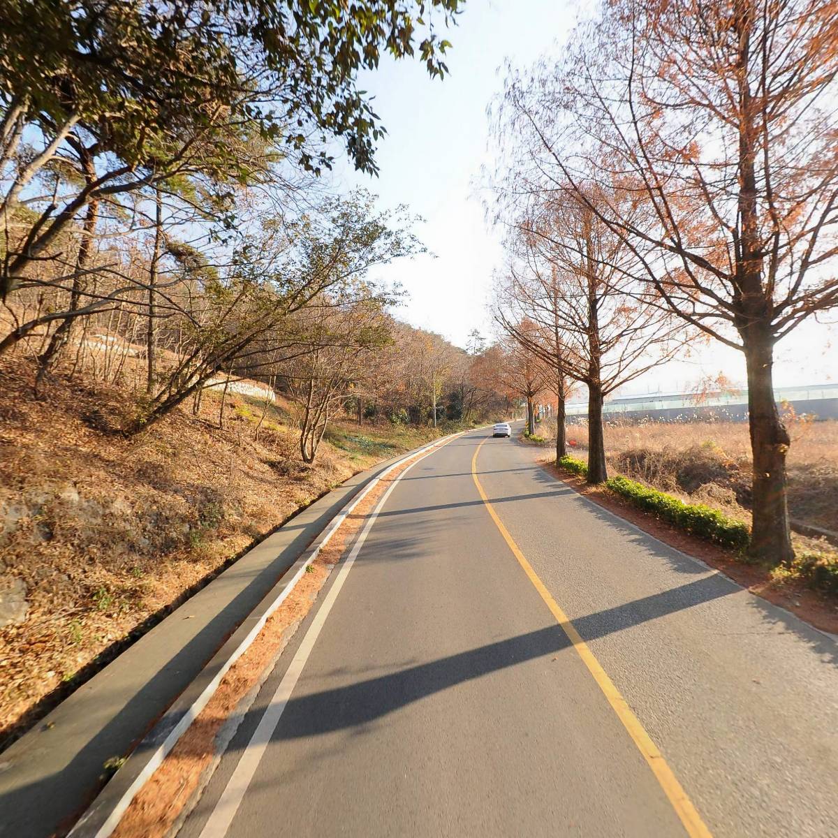 벽오동_2