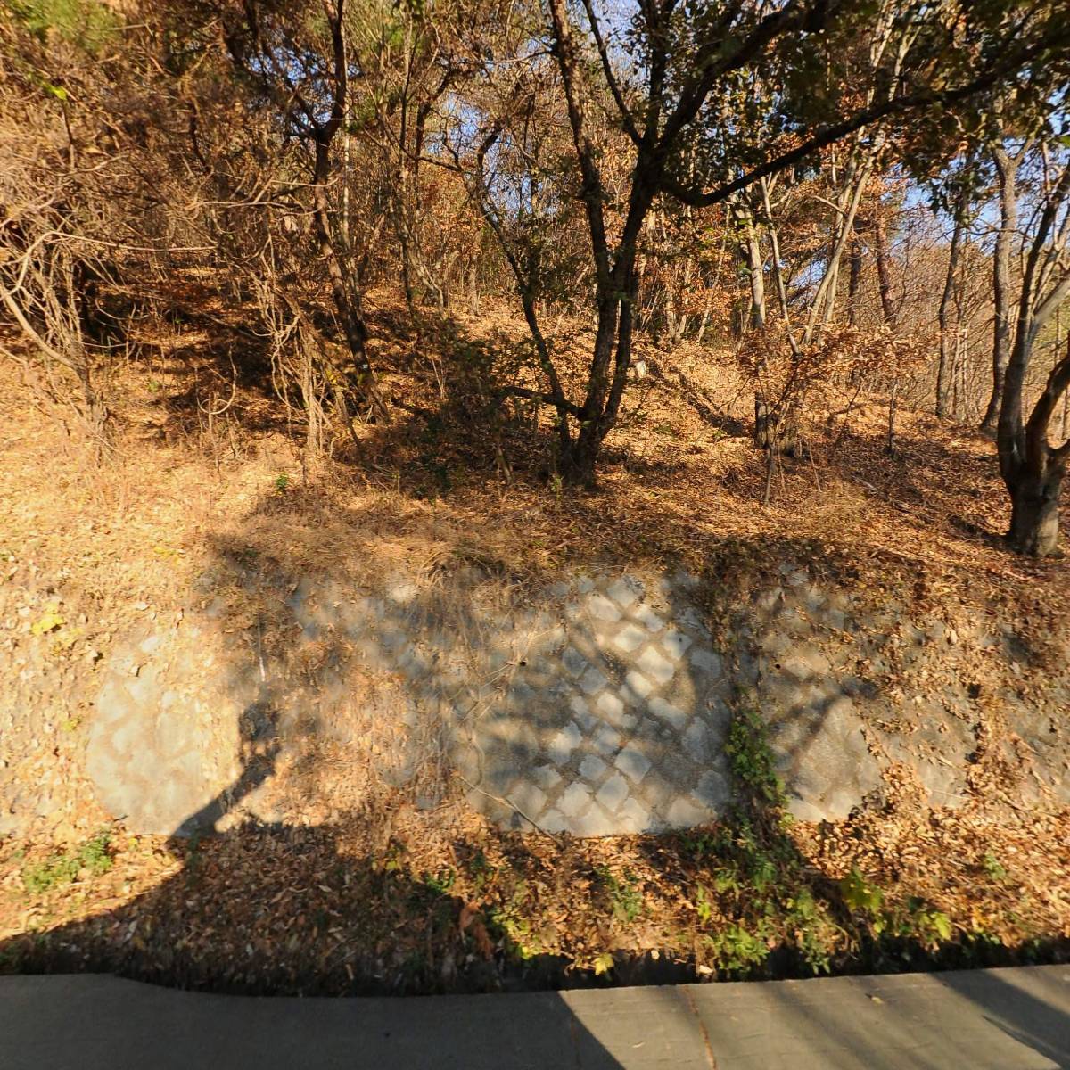 벽오동