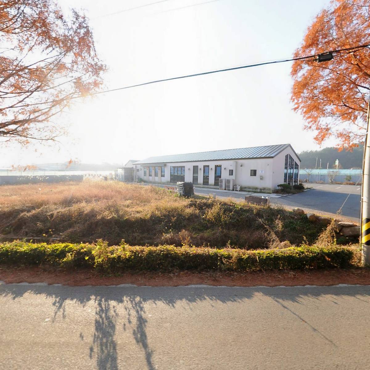 벽오동_3
