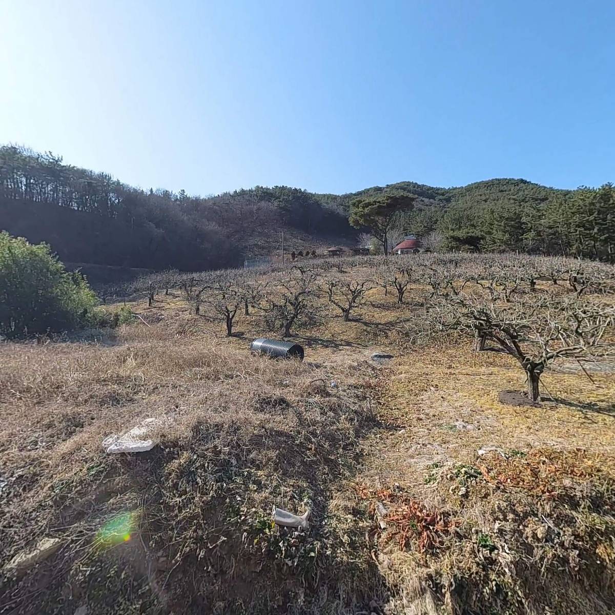 소딜리셔스