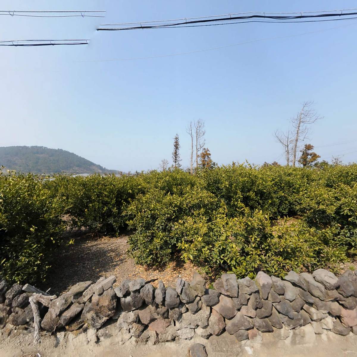 e제주영농조합법인