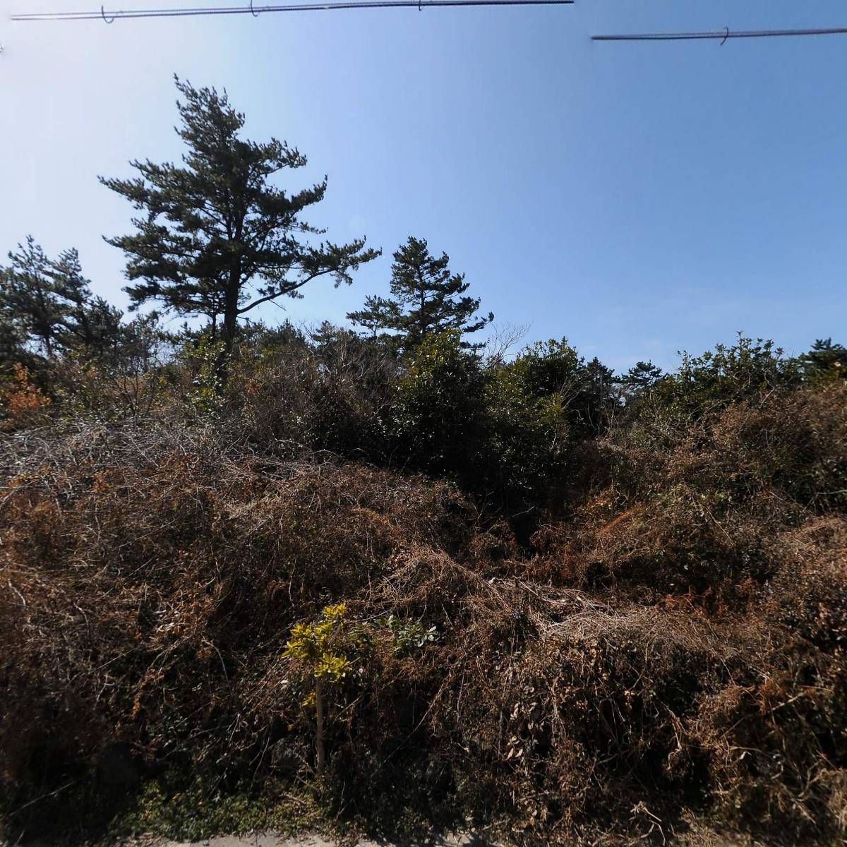 금성농장