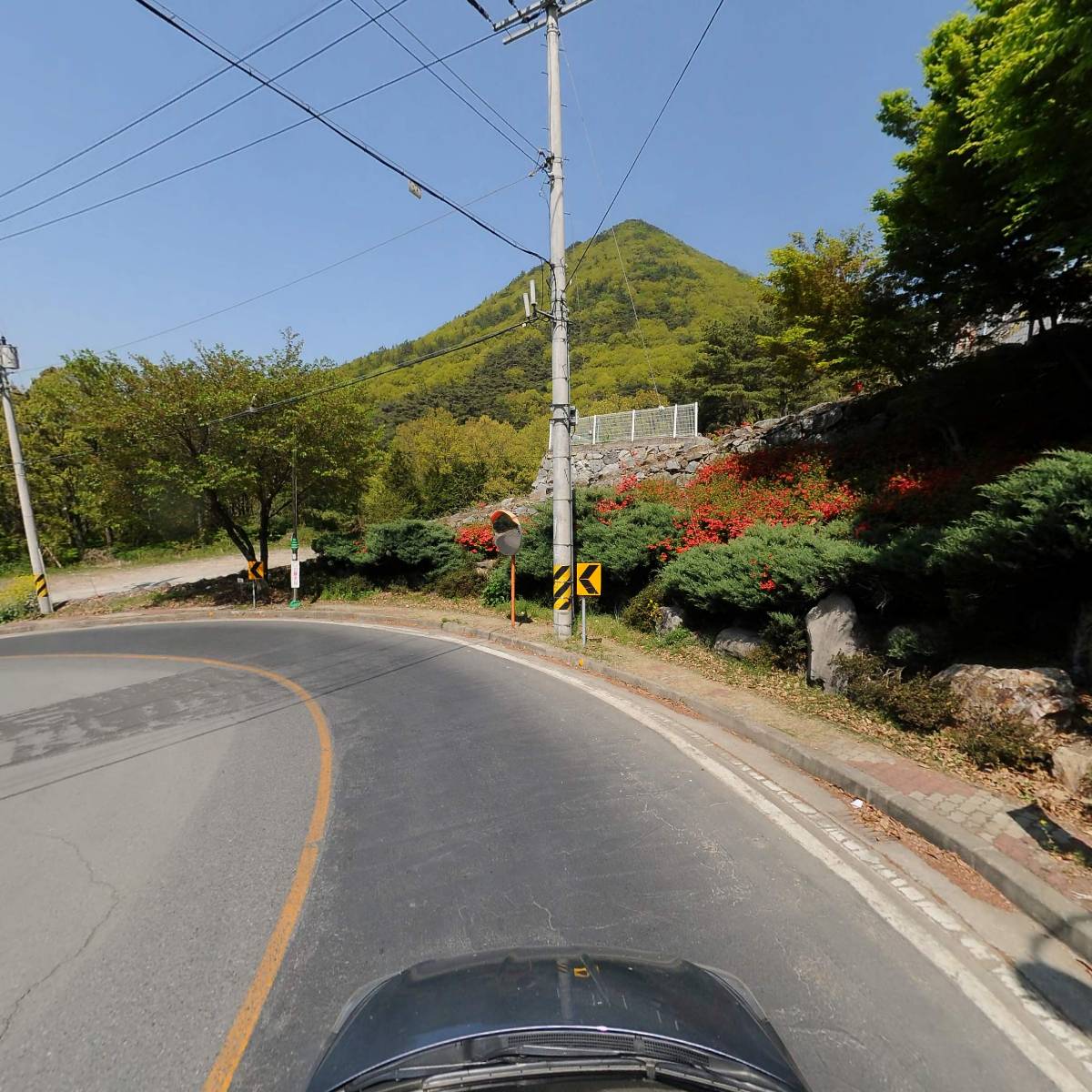 벽오동화순점_4