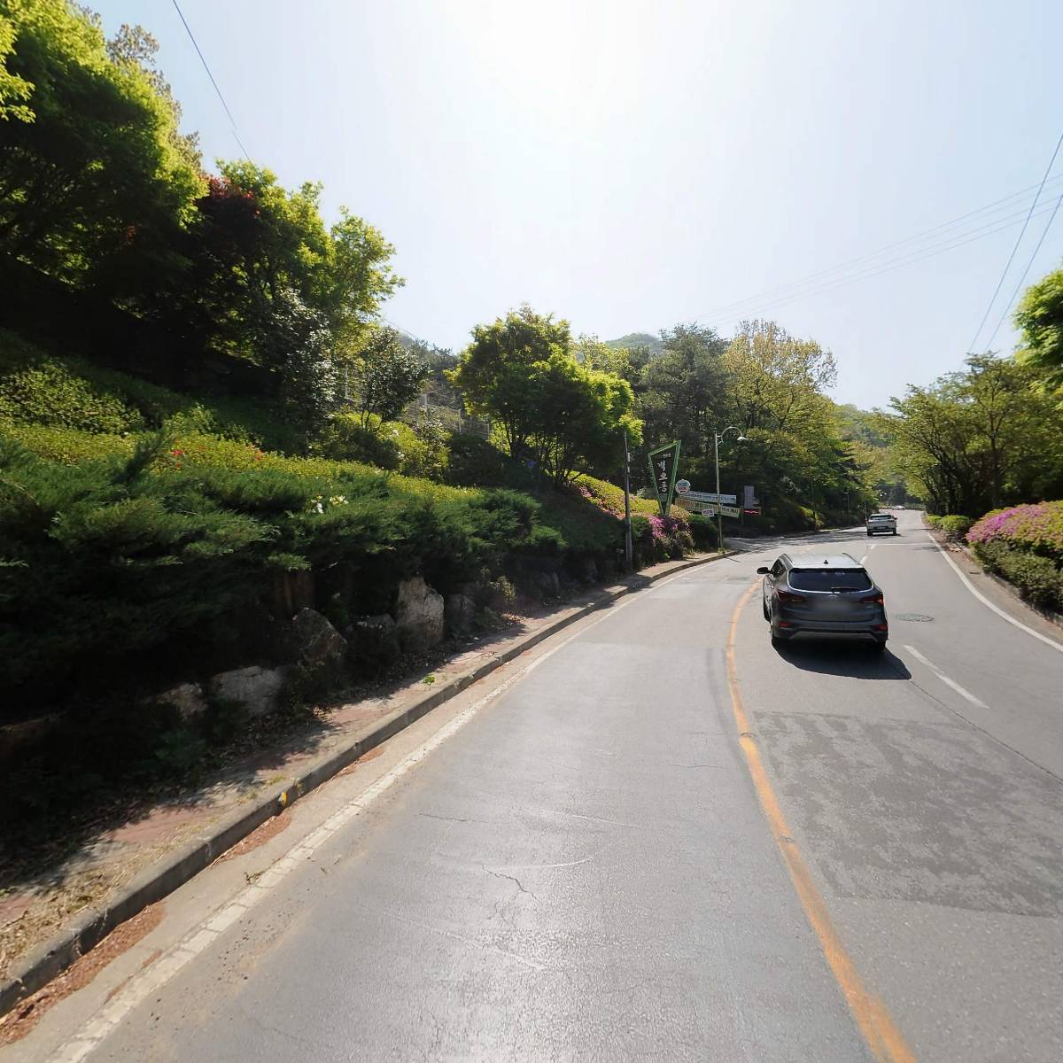벽오동화순점_2