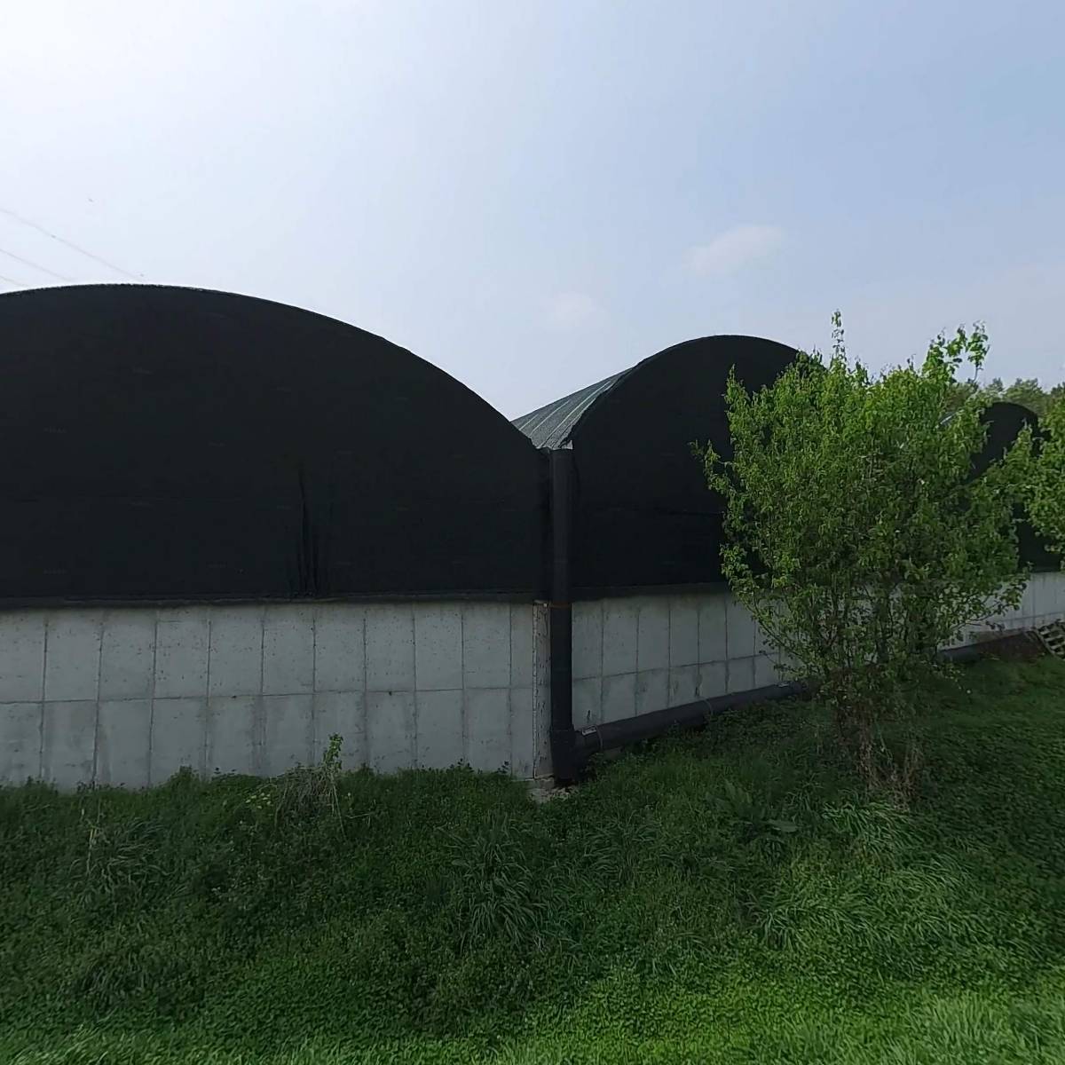 예산메추리농장_3