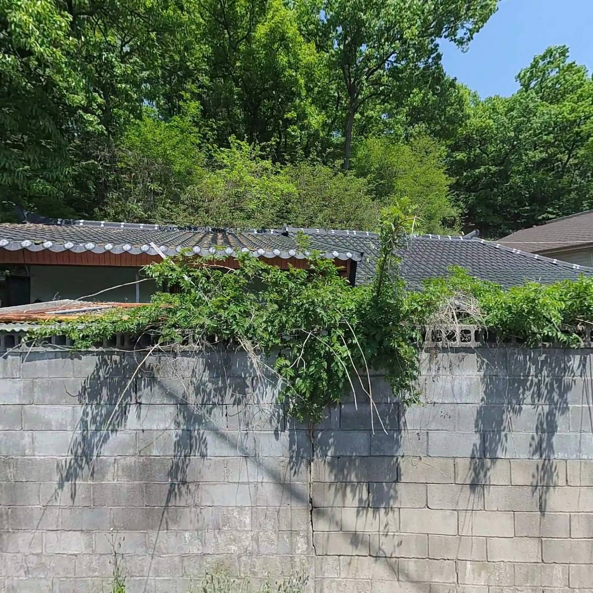 벼리네