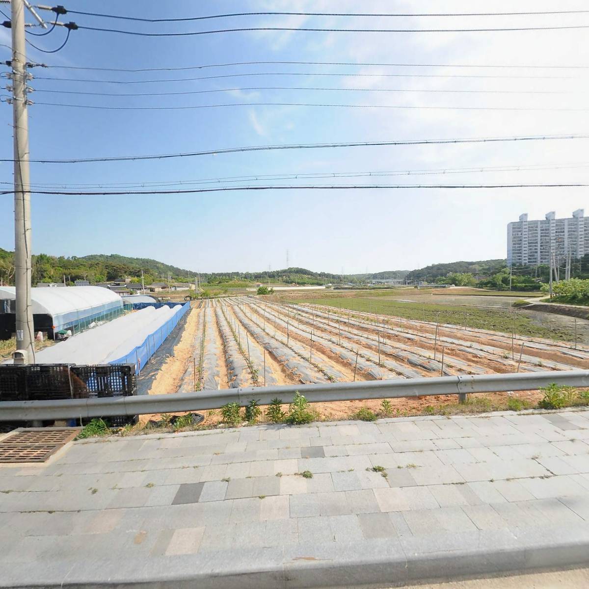 천년송나무병원