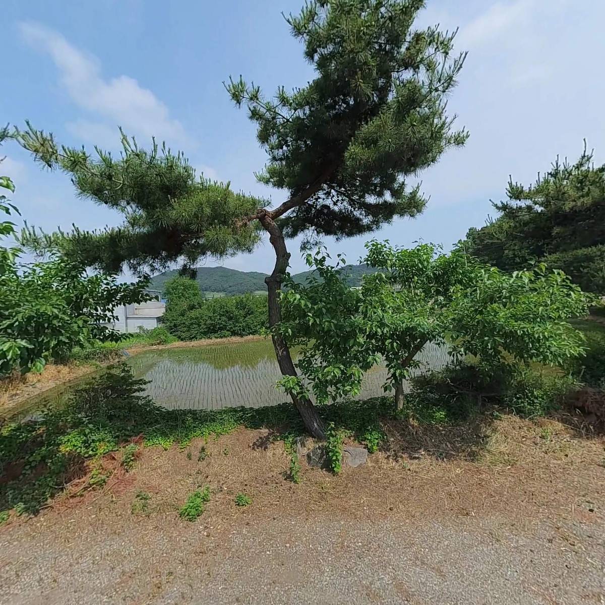 정순희