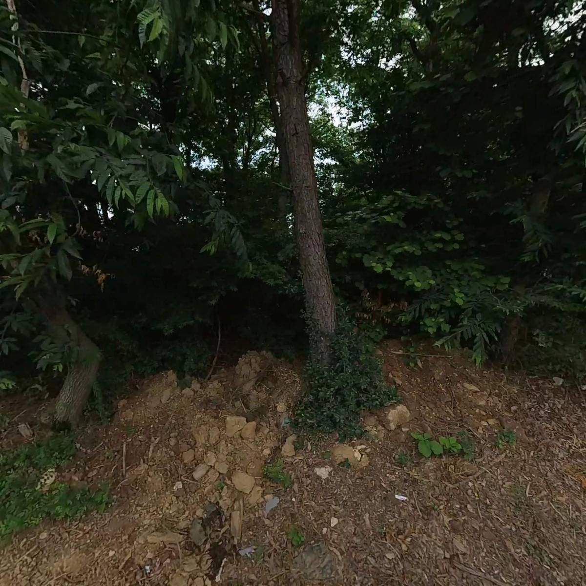 연잎풍천장어