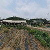 새당골목장_3