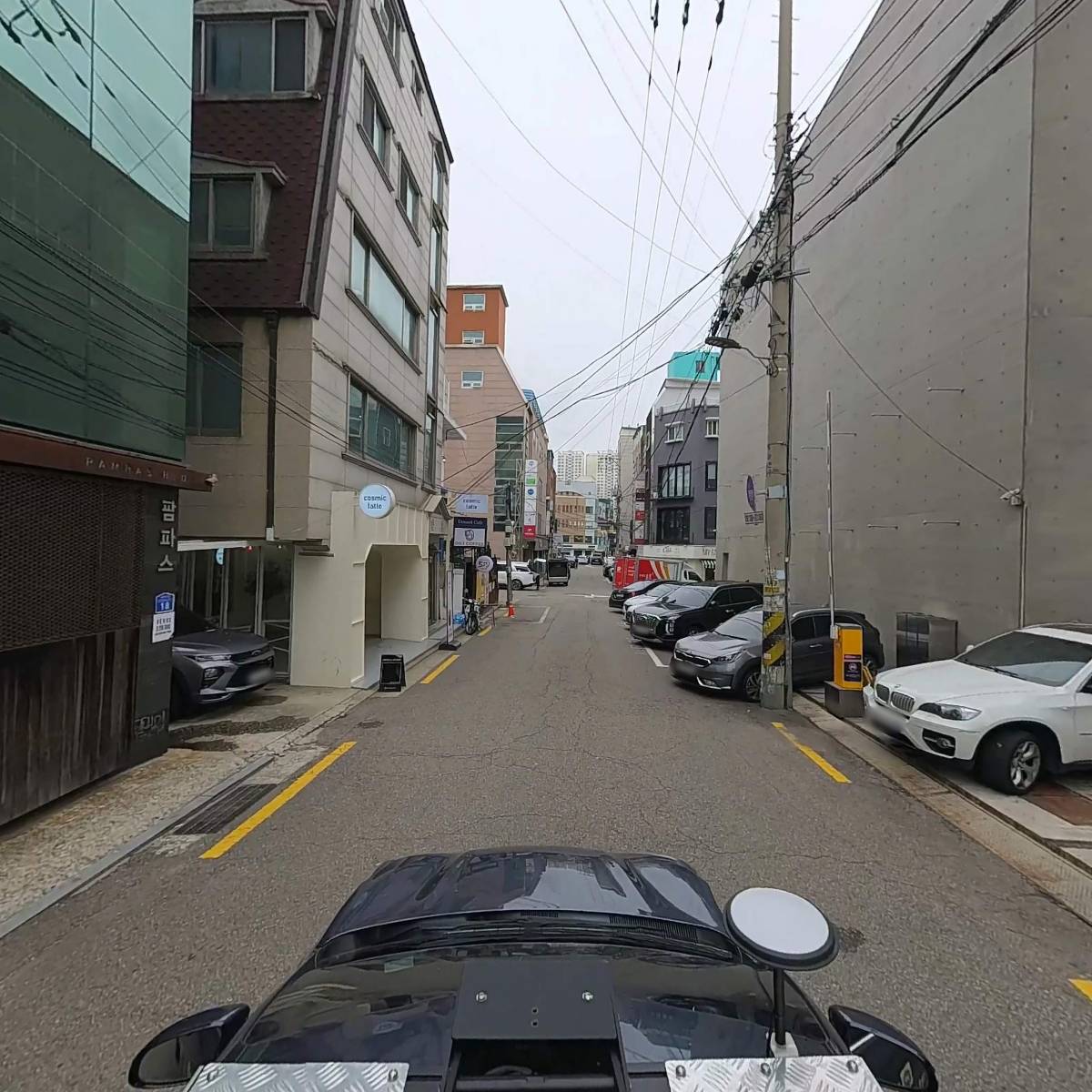팜파스_4