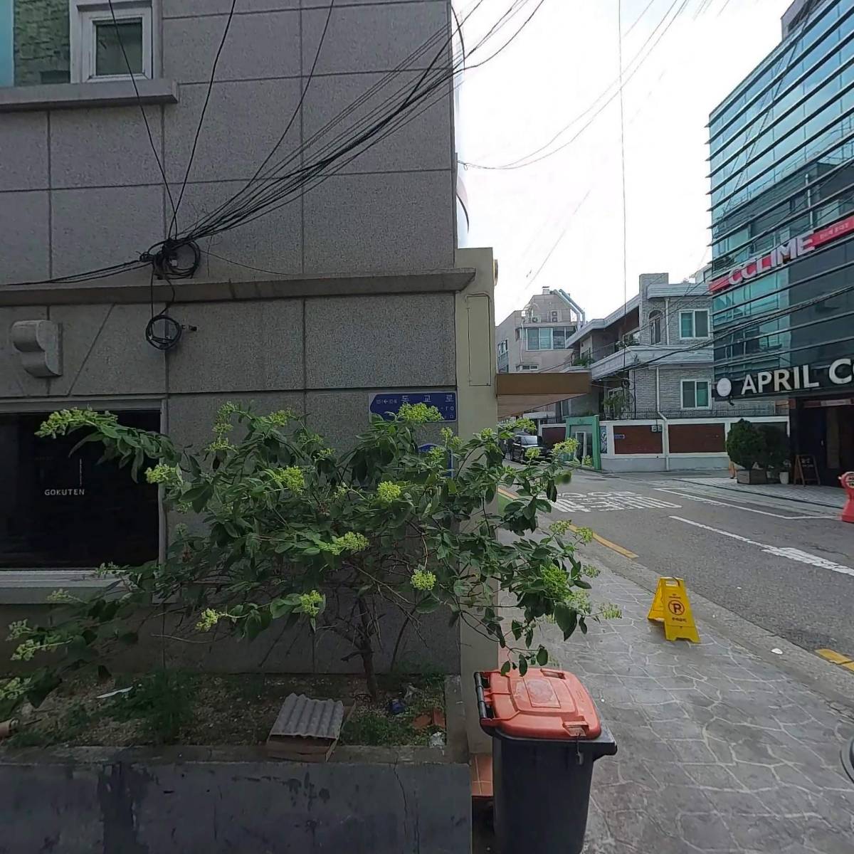 빵나무