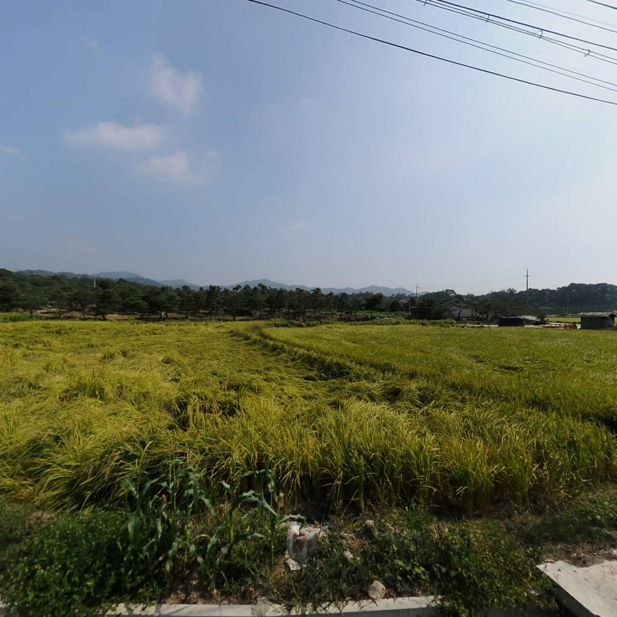 주식회사 베어드림