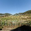 금산군 낙농연합 영농조합법인_3