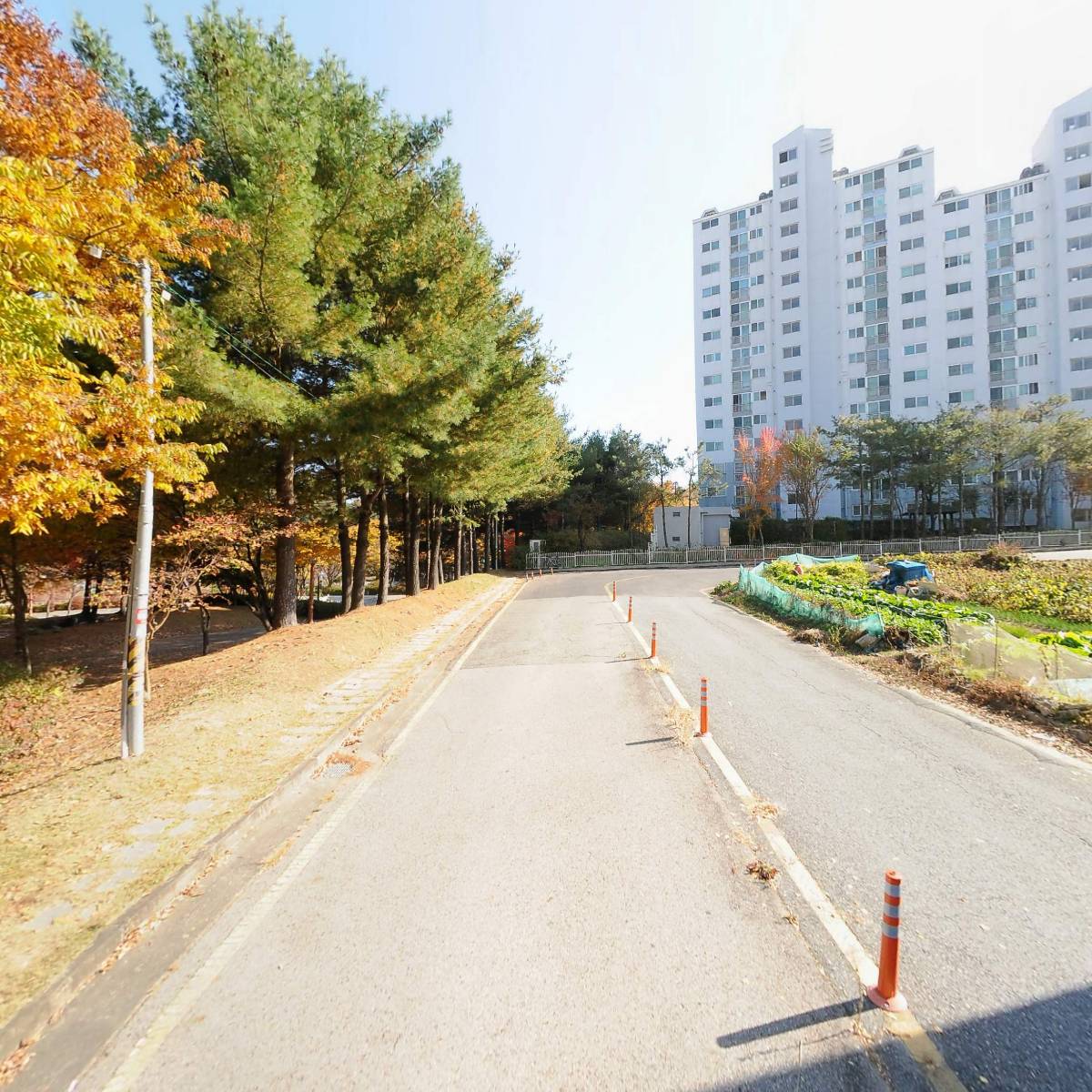 그라지애_2