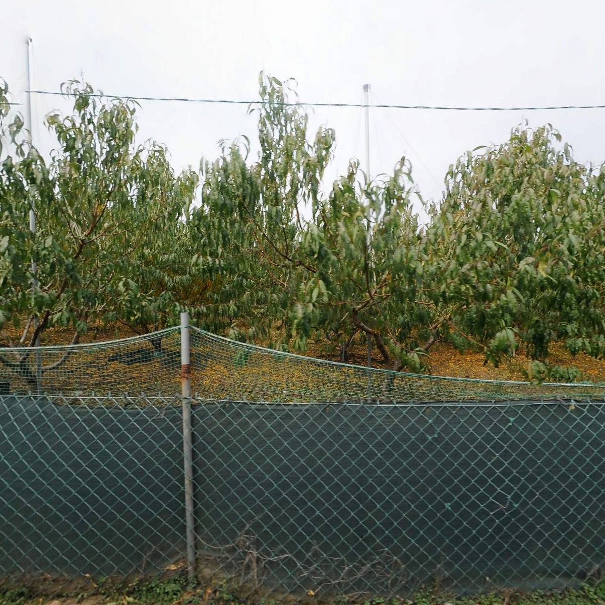 대농농산영농조합법인_3