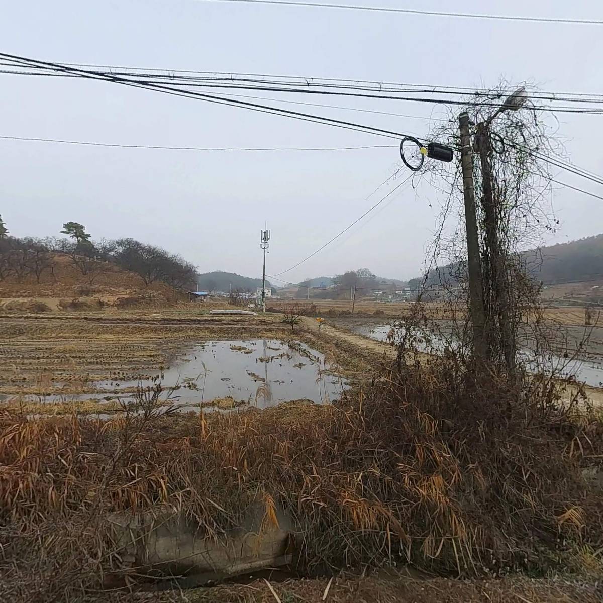 비엔티