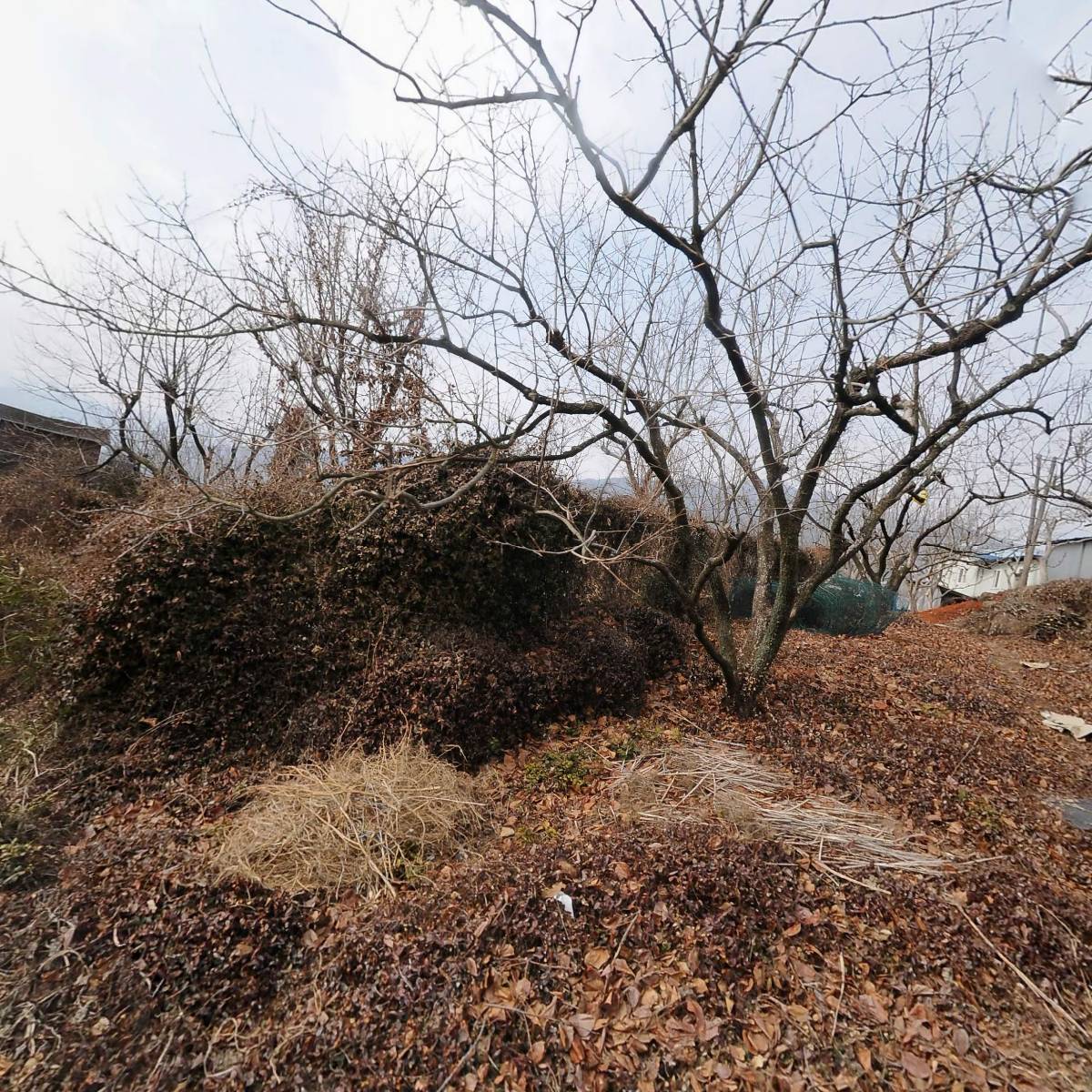 태전농원(연알천)_3