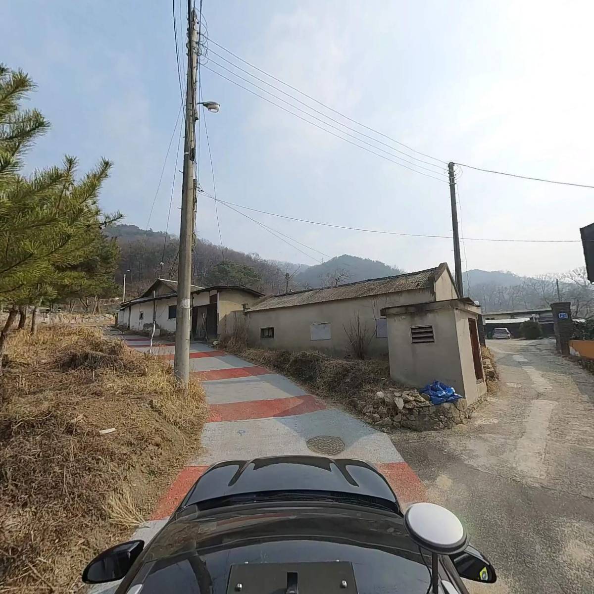 계족돼지_4