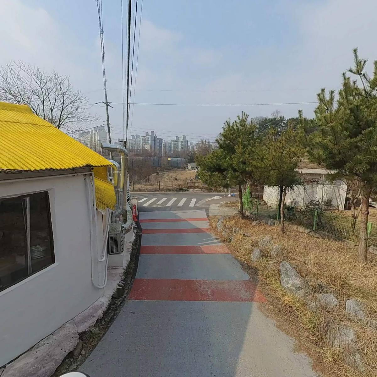 계족돼지_2