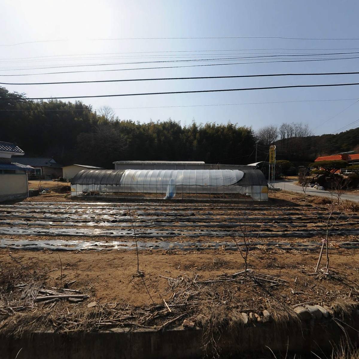 수정벌마야 양봉