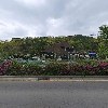 한채쭈꾸미_3