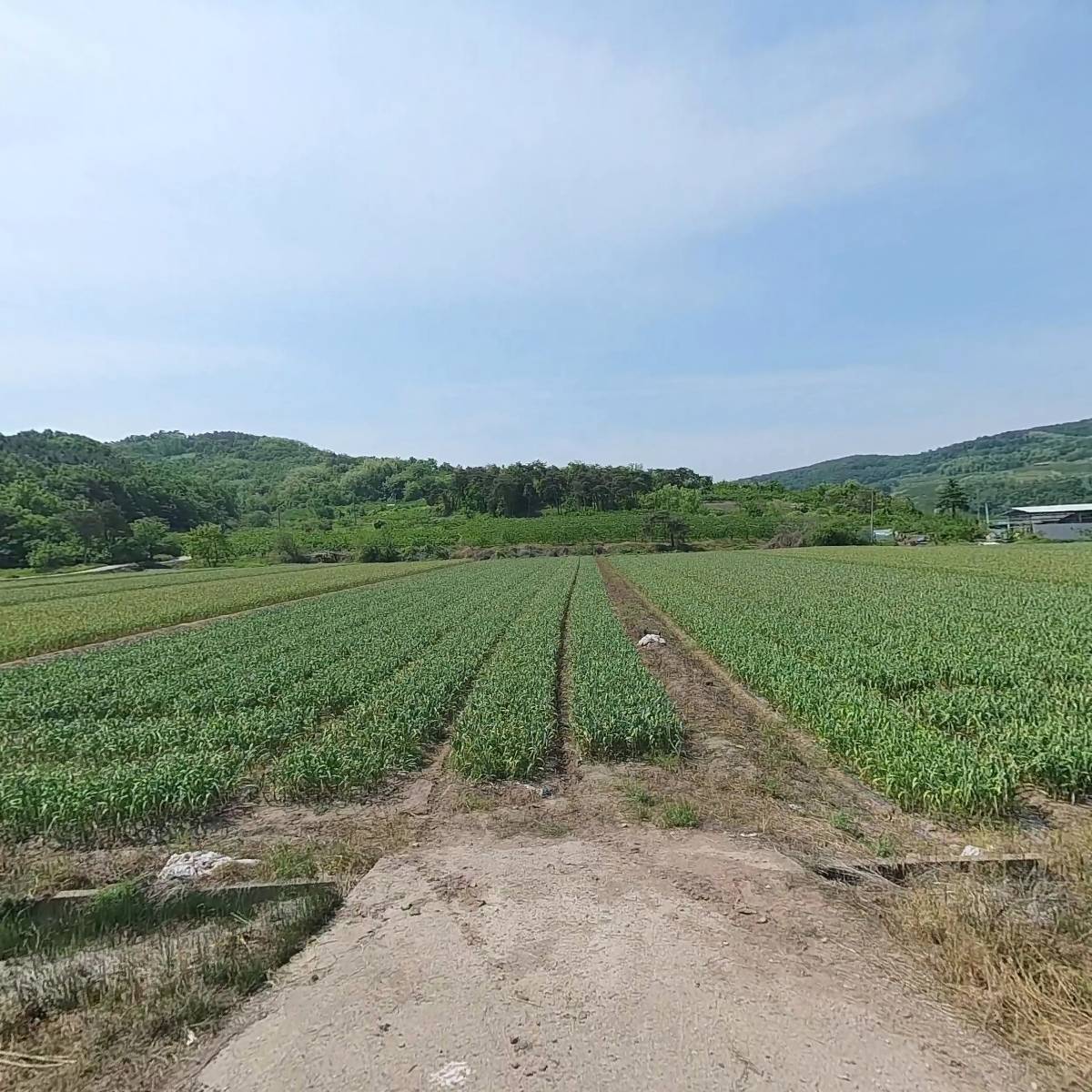 (사)전국자두연합회 의성군지부